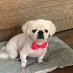 부산 강아지무료분양 페키니즈 무료분양 강아지무료분양포털 주세요닷컴 No267080