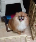 강아지무료분양 포메라니안 무료분양, 강아지무료분양포털 주세요닷컴 No268741