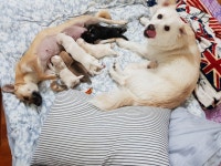 부산강아지무료분양 부(스피츠리트리버믹스)모(사낭개믹스) 무료분양, 강아지무료분양포털 주세요닷컴 No270476