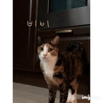 고양이무료분양 한국 고양이 무료분양, 고양이무료분양포털 주세요닷컴 No274300