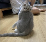 고양이무료분양 주세요닷컴 고양이무료분양 254페이지