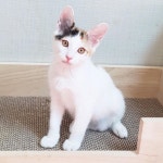 서울유기묘무료분양 한국 고양이 무료분양, 유기묘무료분양포털 주세요닷컴 No281257