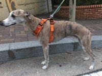 인천시강아지무료분양 휘핏 무료분양, 강아지무료분양포털 주세요닷컴 No282188