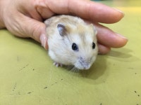 서울시기타 반려동물무료분양 햄스터 무료분양, 기타 반려동물무료분양포털 주세요닷컴 No282191