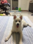 강아지무료분양 무료분양, 강아지무료분양포털 주세요닷컴 No282966 강아지무료분양  무료분양, 강아지무료분양포털 주세요닷컴 No282966