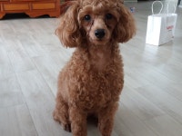 강아지무료분양 토이푸들 무료분양, 강아지무료분양포털 주세요닷컴 No283738