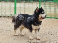 서울강아지무료분양 알래스카 말라뮤트 무료분양, 강아지무료분양포털 주세요닷컴 No291547