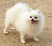 서울강아지무료분양 포메라니안 무료분양, 강아지무료분양포털 주세요닷컴 No293011