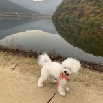 대구 강아지무료분양 비숑프리제 무료분양 강아지무료분양포털 주세요닷컴 No293628