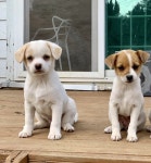 충청남도유기견무료분양 발바리 무료분양, 유기견무료분양포털 주세요닷컴 No297132