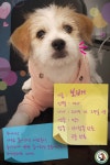 서울시유기견무료분양 믹스 무료분양, 유기견무료분양포털 주세요닷컴 No299224