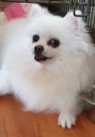 서울강아지무료분양 포메라니안 무료분양, 강아지무료분양포털 주세요닷컴 No301320