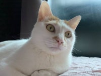 서울유기묘무료분양 한국 고양이 무료분양, 유기묘무료분양포털 주세요닷컴 No301457