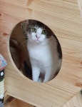 경기도유기묘무료분양 한국 고양이 무료분양, 유기묘무료분양포털 주세요닷컴 No302463