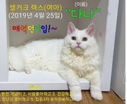 인천고양이무료분양 셀커크 렉스 무료분양, 고양이무료분양포털 주세요닷컴 No303559