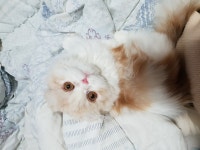 고양이무료분양 하이랜드폴드 무료분양, 고양이무료분양포털 주세요닷컴 No303880