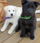 강원도강아지무료분양 진도믹스 무료분양, 강아지무료분양포털 주세요닷컴 No305359