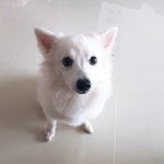 서울강아지무료분양 저패니즈스피츠 무료분양, 강아지무료분양포털 주세요닷컴 No305862