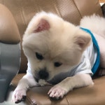 강아지무료분양 포메라니안 무료분양, 강아지무료분양포털 주세요닷컴 No306805