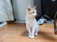 광주고양이무료분양 한국 고양이 무료분양, 고양이무료분양포털 주세요닷컴 No311239