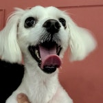 강아지무료분양 말티즈 무료분양, 강아지무료분양포털 주세요닷컴 No321883