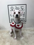 강아지무료분양 푸들 무료분양, 강아지무료분양포털 주세요닷컴 No322191
