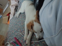 강아지무료분양 믹스견 무료분양, 강아지무료분양포털 주세요닷컴 No322931