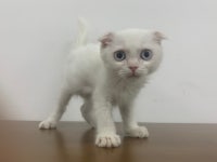 고양이무료분양 폴드 무료분양, 고양이무료분양포털 주세요닷컴 No328545