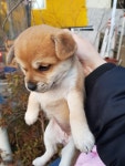 인천시강아지무료분양 발발이 무료분양, 강아지무료분양포털 주세요닷컴 No334543
