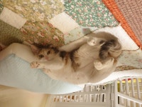 유기묘무료분양 한국 고양이 무료분양, 유기묘무료분양포털 주세요닷컴 No337898