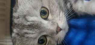 고양이무료분양 주세요닷컴 고양이무료분양 167페이지