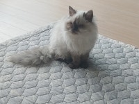 경기도고양이무료분양 셀커크랙스 무료분양, 고양이무료분양포털 주세요닷컴 No338262