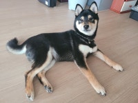 충청북도강아지무료분양 시바견 무료분양, 강아지무료분양포털 주세요닷컴 No341692