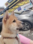 유기견무료분양 믹스견(차우차우랑섞임) 무료분양, 유기견무료분양포털 주세요닷컴 No342131