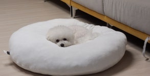 강아지무료분양 비숑프리제 입양,, 강아지무료분양포털 주세요닷컴 No342187