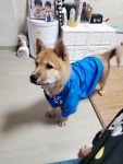 강아지무료분양 믹스견(차우차우랑섞임 무료분양, 강아지무료분양포털 주세요닷컴 No342294