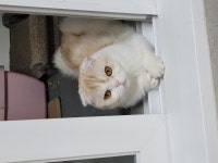 부산시고양이무료분양 스코티쉬 폴드 무료분양, 고양이무료분양포털 주세요닷컴 No349783