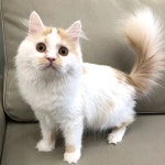 고양이무료분양 브리티쉬 숏헤어 무료분양, 고양이무료분양포털 주세요닷컴 No356265