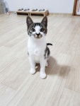 유기묘무료분양 한국 고양이 무료분양, 유기묘무료분양포털 주세요닷컴 No356403