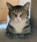 서울유기묘무료분양 한국 고양이 무료분양, 유기묘무료분양포털 주세요닷컴 No358891