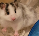 서울시무료분양 햄스터 무료분양, 무료분양포털 주세요닷컴 No360343