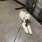 충청북도강아지무료분양 스탠다드 푸들 무료분양, 강아지무료분양포털 주세요닷컴 No361021