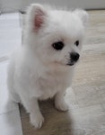 국내최대 반려동물무료분양 포털, 반려동물 분양, 애견, 고양이, 고슴도치, 햄스터, 토끼, 티컵강아지 무료분양 정보제공. 주세요닷컴... 