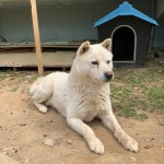 유기견무료분양 진돗개 무료분양, 유기견무료분양포털 주세요닷컴 No364628