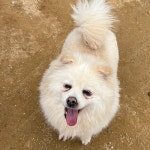 서울강아지무료분양 폼피츠 무료분양, 강아지무료분양포털 주세요닷컴 No366538