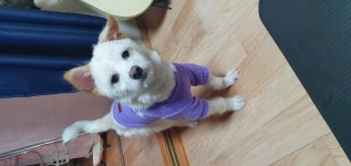 강아지무료분양 믹스견 무료분양, 강아지무료분양포털 주세요닷컴 No370018