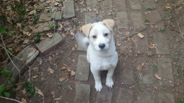 경기도강아지무료분양 시고르잡종 무료분양, 강아지무료분양포털 주세요닷컴 No370323