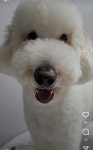 서울시강아지무료분양 스탠다드 푸들 무료분양, 강아지무료분양포털 주세요닷컴 No371464