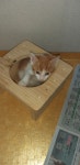 고양이무료분양 한국 고양이 무료분양, 고양이무료분양포털 주세요닷컴 No372578
