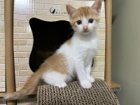 전라남도고양이무료분양 한국 고양이 무료분양, 고양이무료분양포털 주세요닷컴 No372585